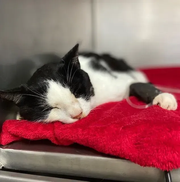 Vaccination animale près de Saint-Paul