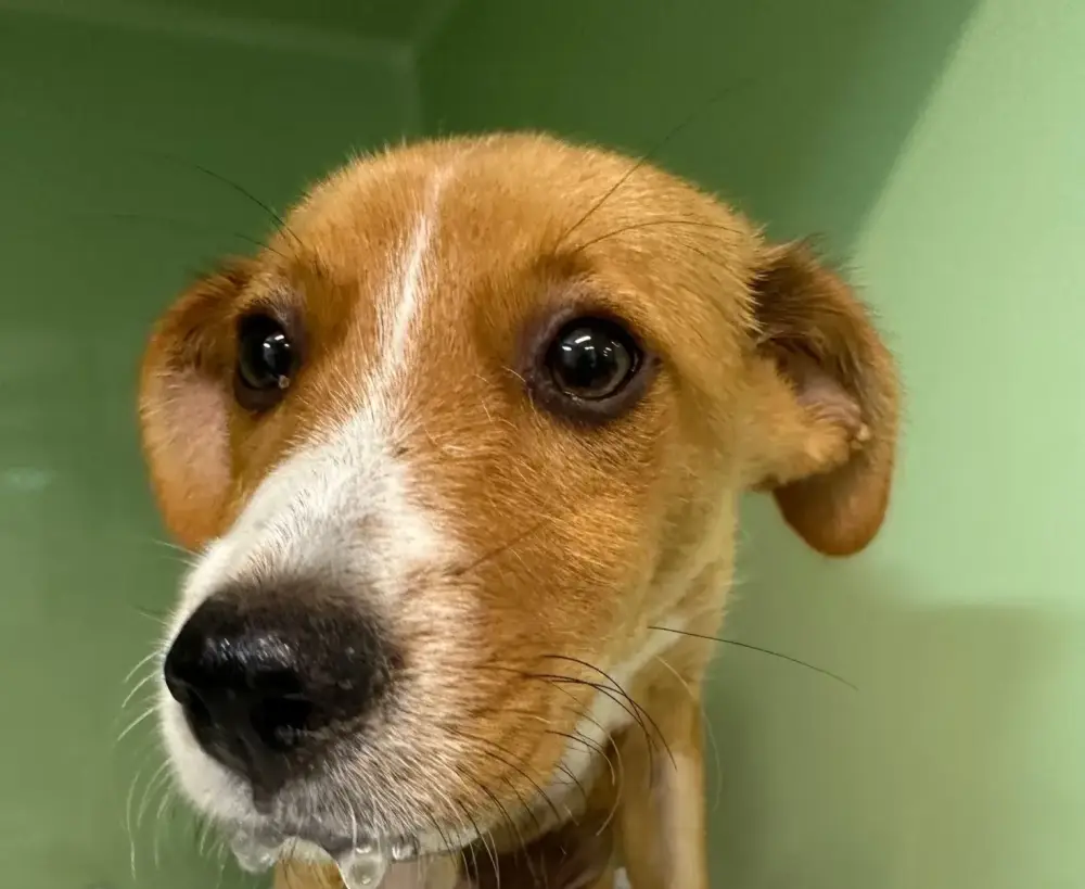 chirurgie chien