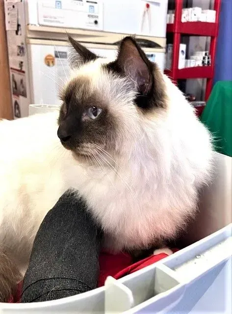 Chirurgie animale près de Saint-Paul
