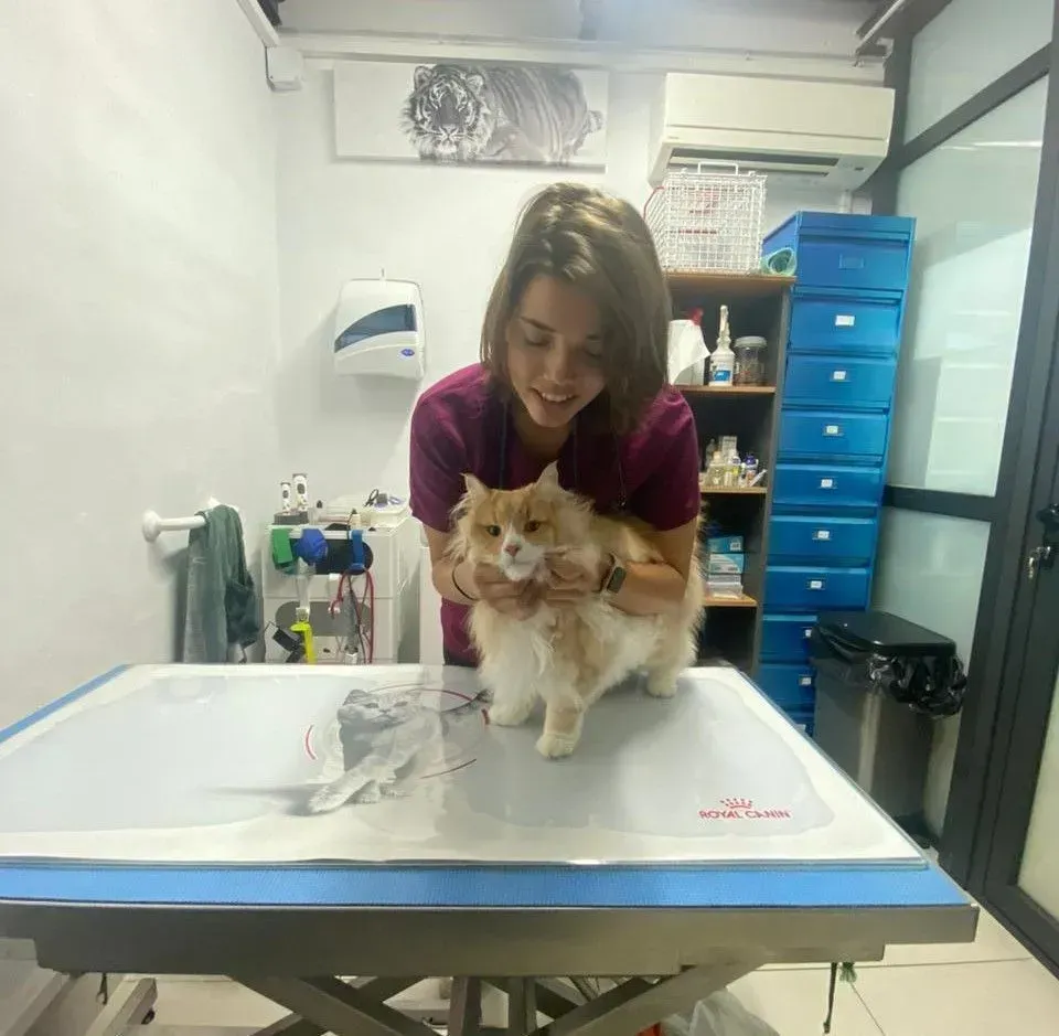 équipement vétérinaiwebp