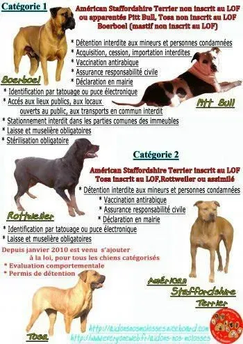 Catégorisationwebp
