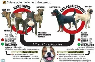 test catégorie chienwebp