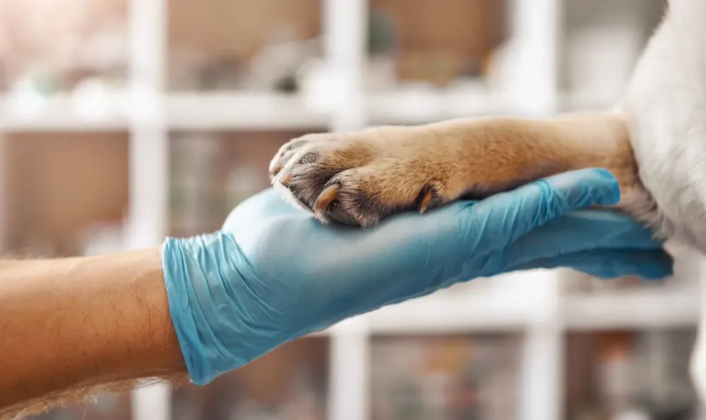 Soins à domicile pour animaux près de Saint-Paul