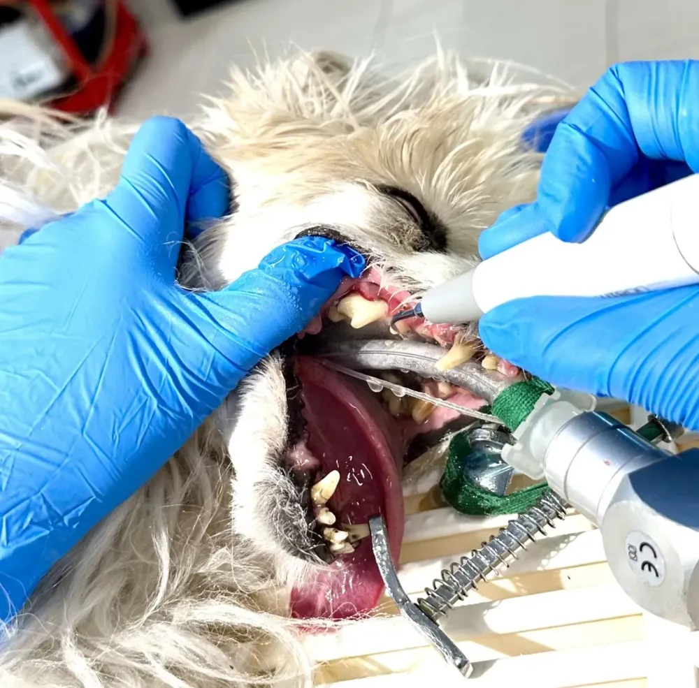 Dentiste vétérinaire près de Saint-Paul