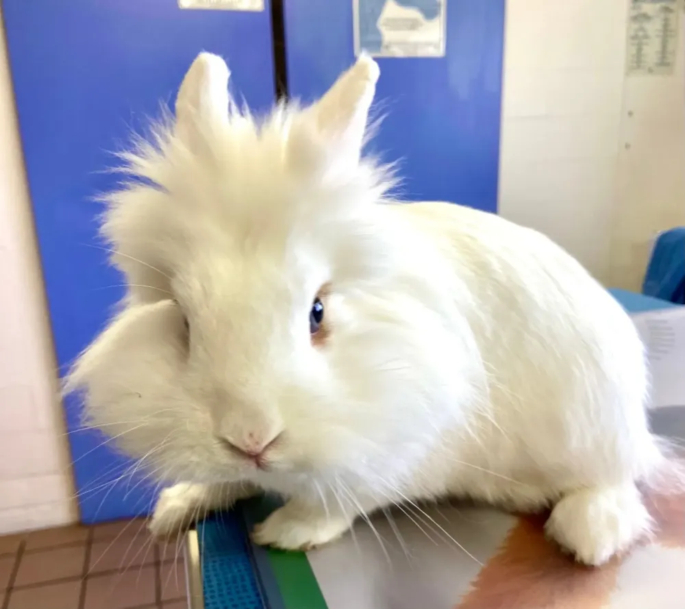 Nouveaux animaux de compagnie