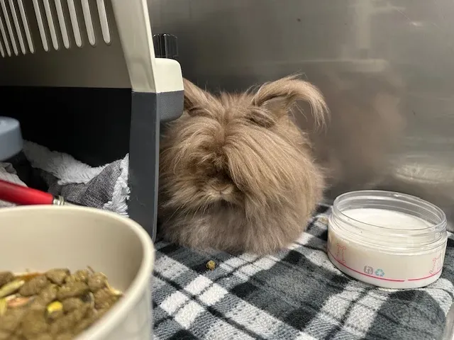 MUMM lapin nain angora